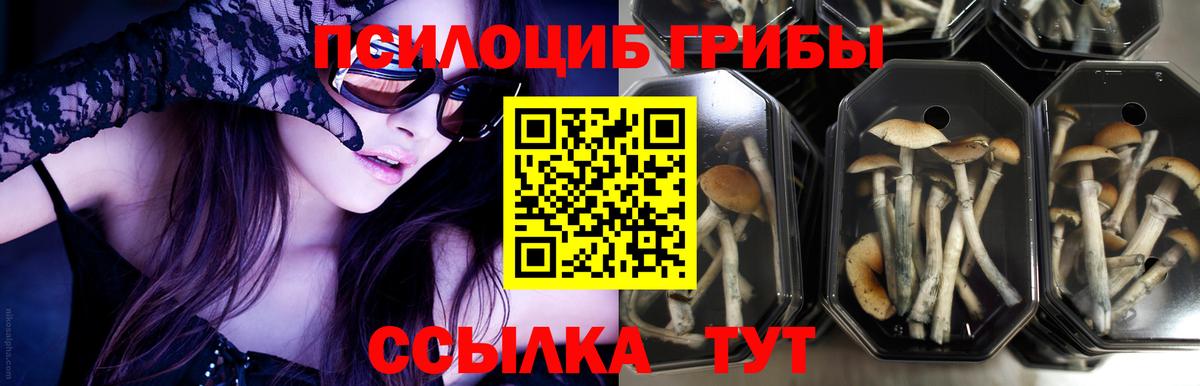 Назрань  Галлюциногенные грибы мицелий  Вход с VPN 
